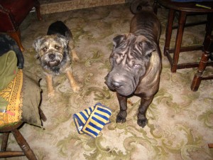 Kato, a Chinese Shar Pei, and company at the Sun Inn - mind the beer towels, they're his. 